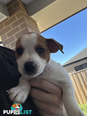 Jack Russell puppies x2 males