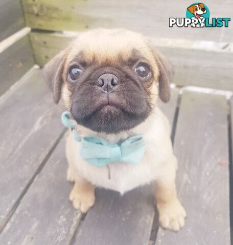 Pug. Purebred X3 adorable males.