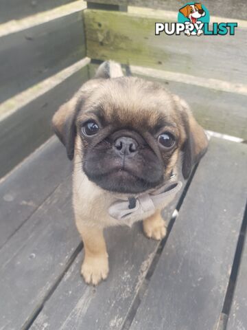 Pug. Purebred X3 adorable males.