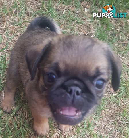 Pug. Purebred X3 adorable males.