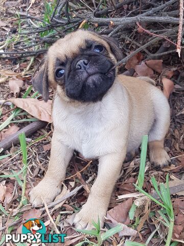 Pug. Purebred X3 adorable males.