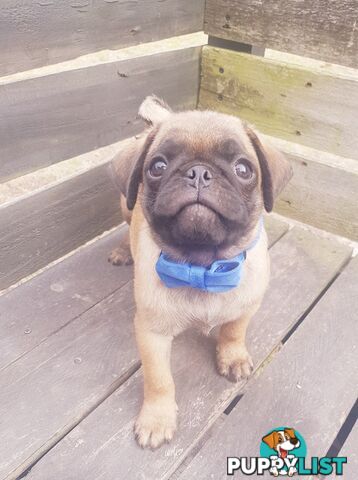 Pug. Purebred X3 adorable males.