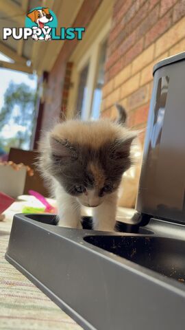 Adorable Kittens Looking for Their Forever Homes