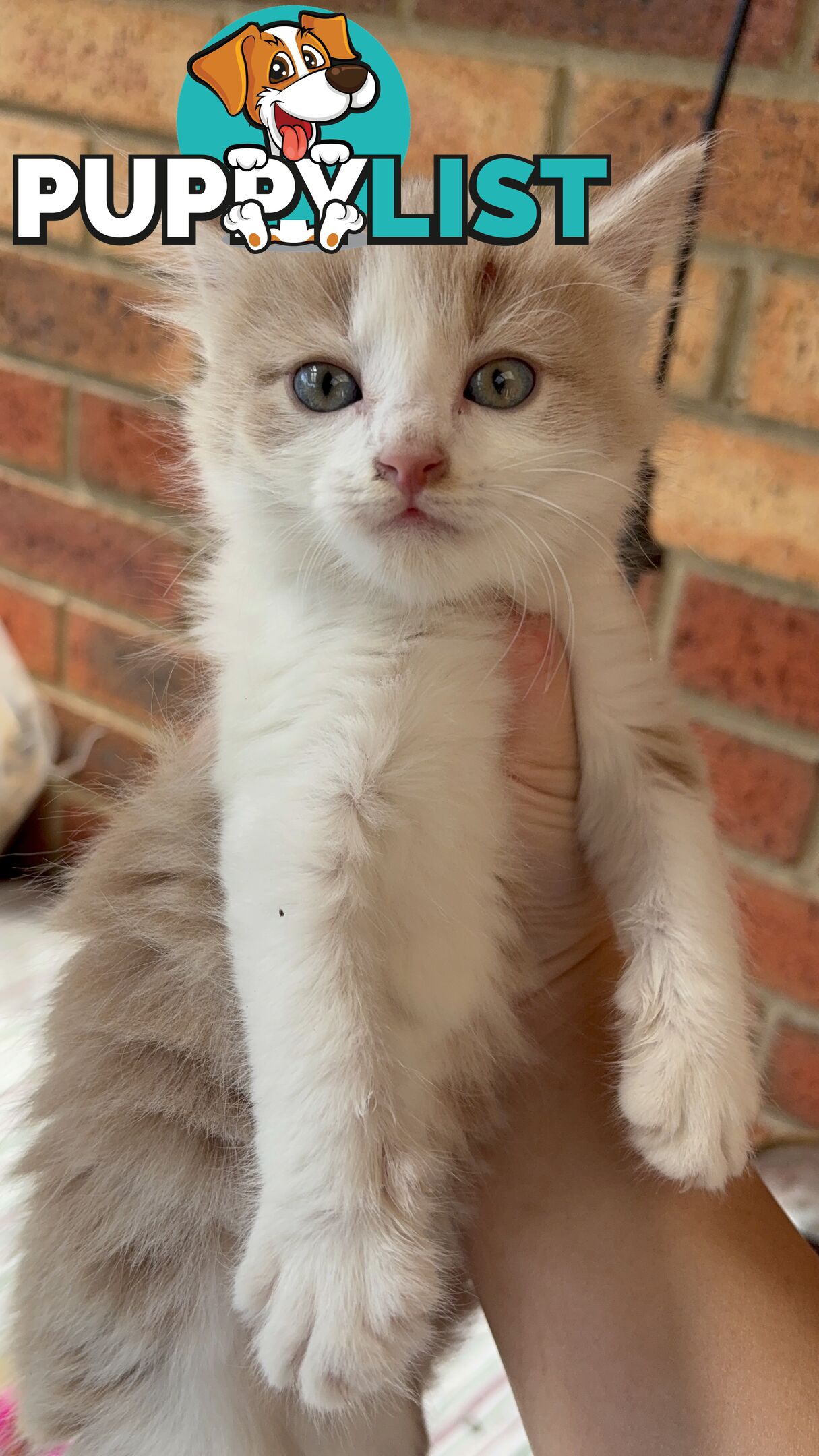 Adorable Kittens Looking for Their Forever Homes