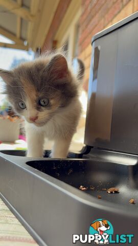 Adorable Kittens Looking for Their Forever Homes