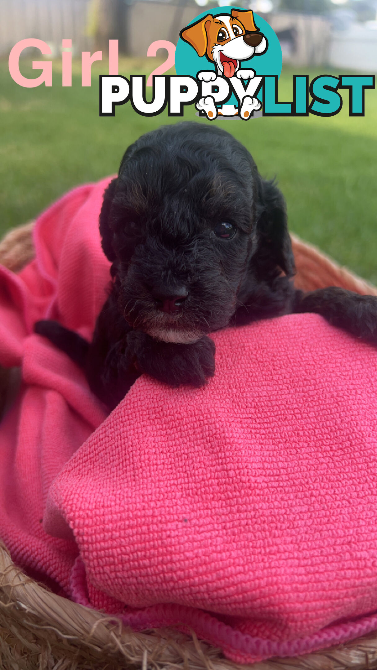 Toy poodle Puppies