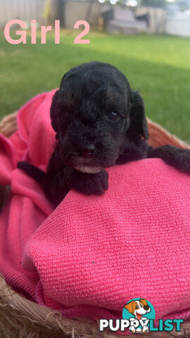 Toy poodle Puppies