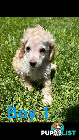 Toy poodle Puppies