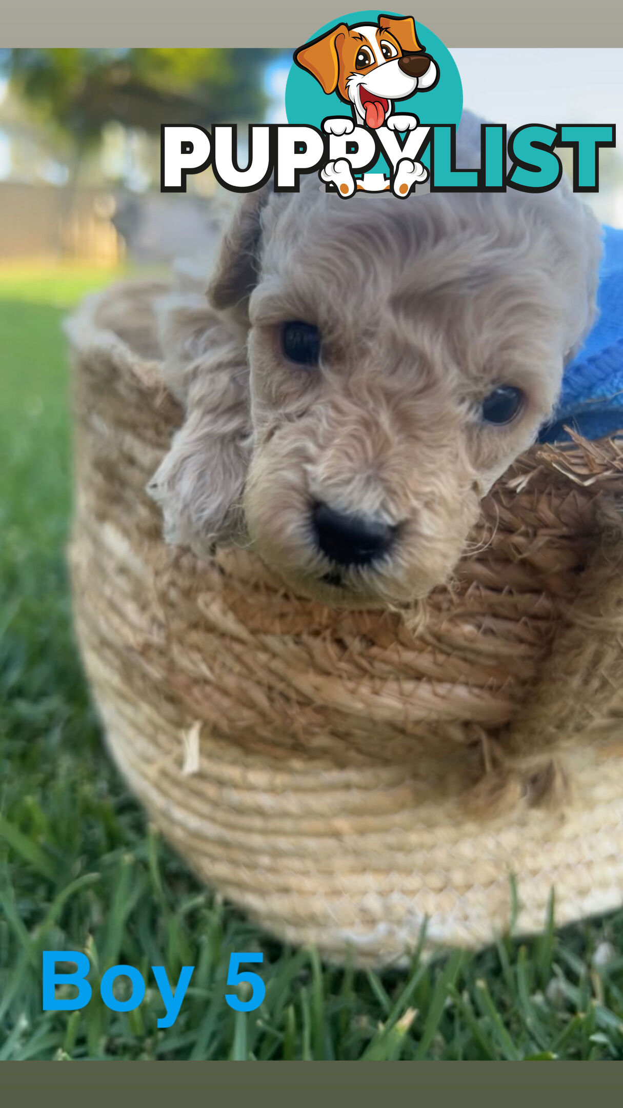 Toy poodle Puppies