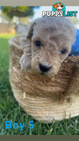 Toy poodle Puppies