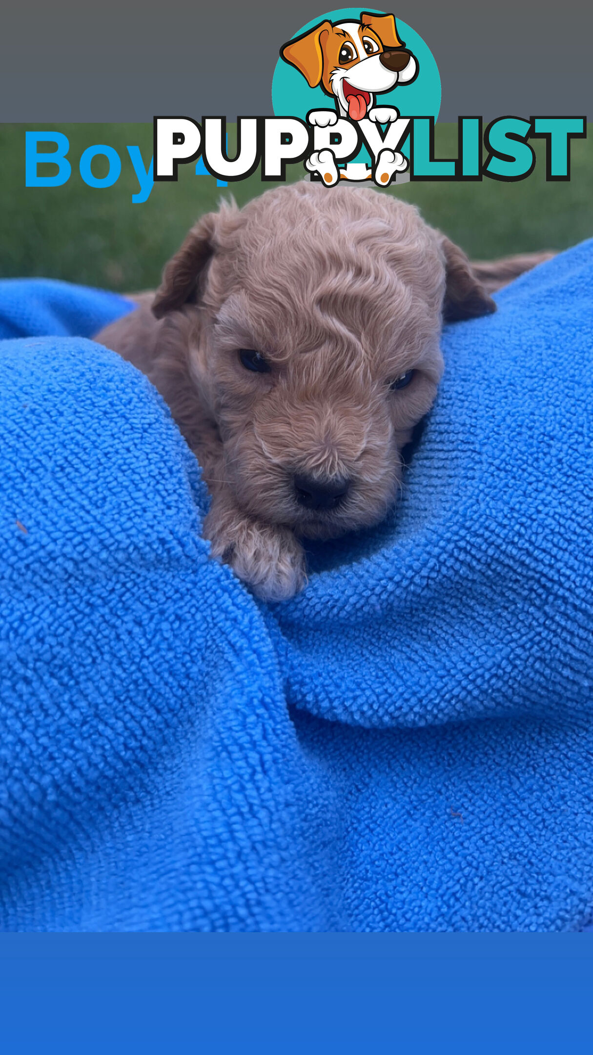 Toy poodle Puppies