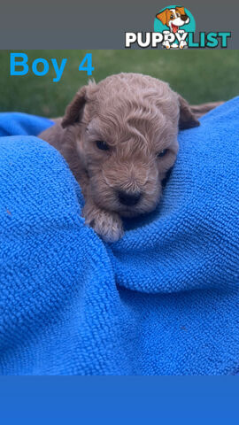 Toy poodle Puppies