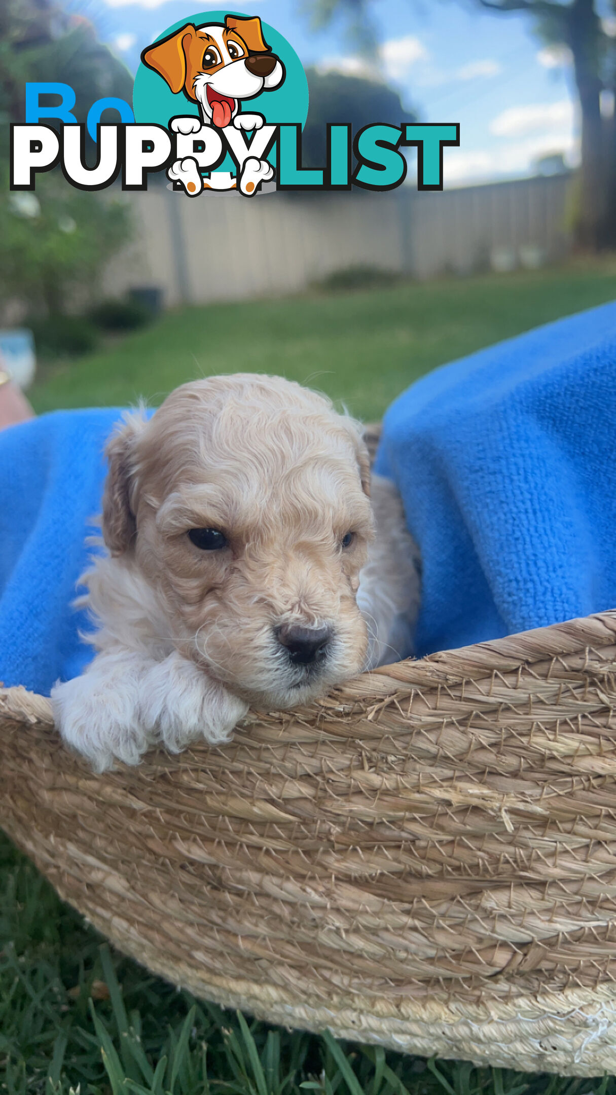 Toy poodle Puppies