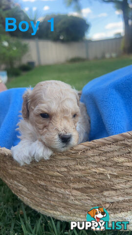 Toy poodle Puppies