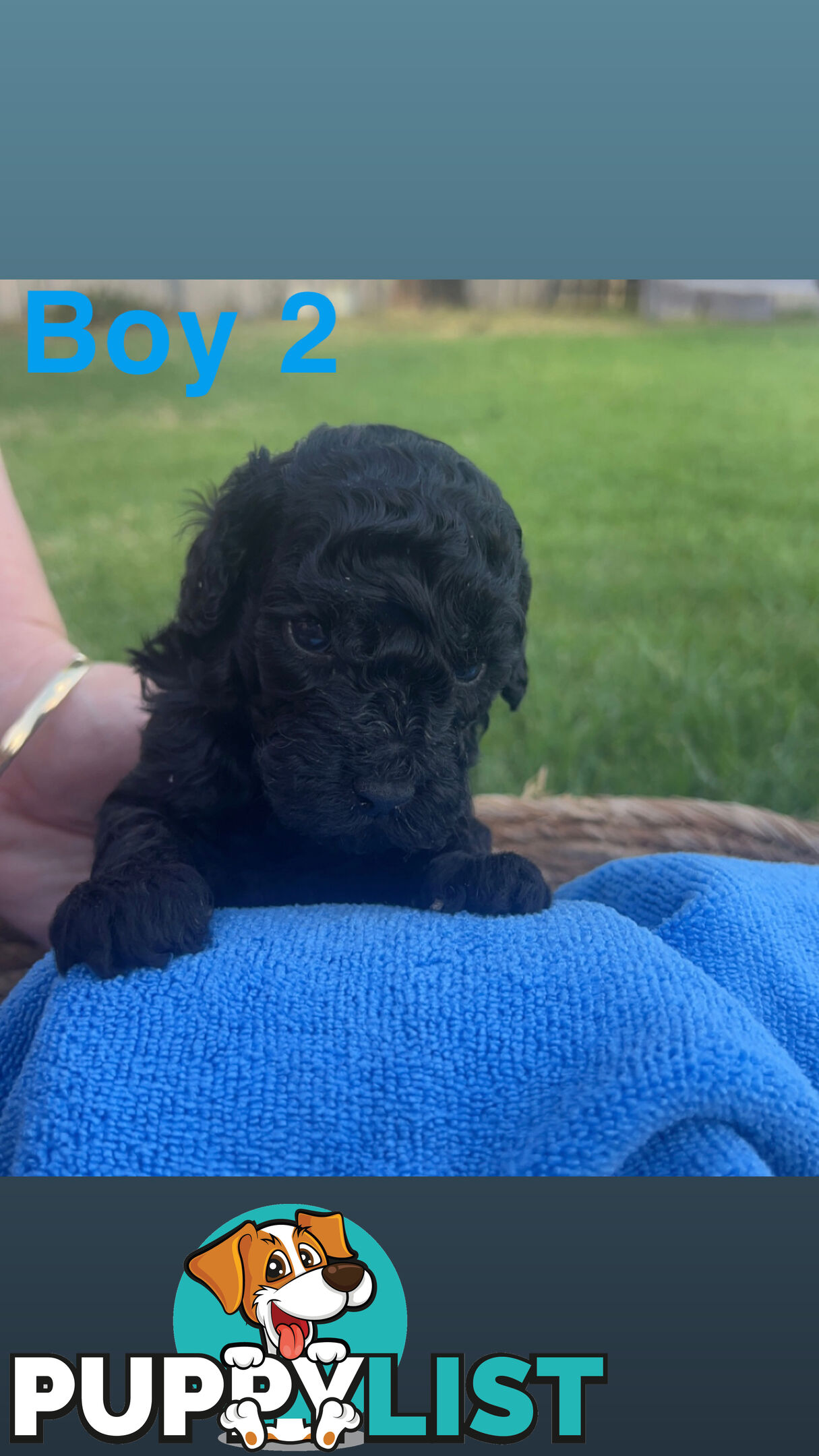 Toy poodle Puppies