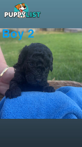 Toy poodle Puppies