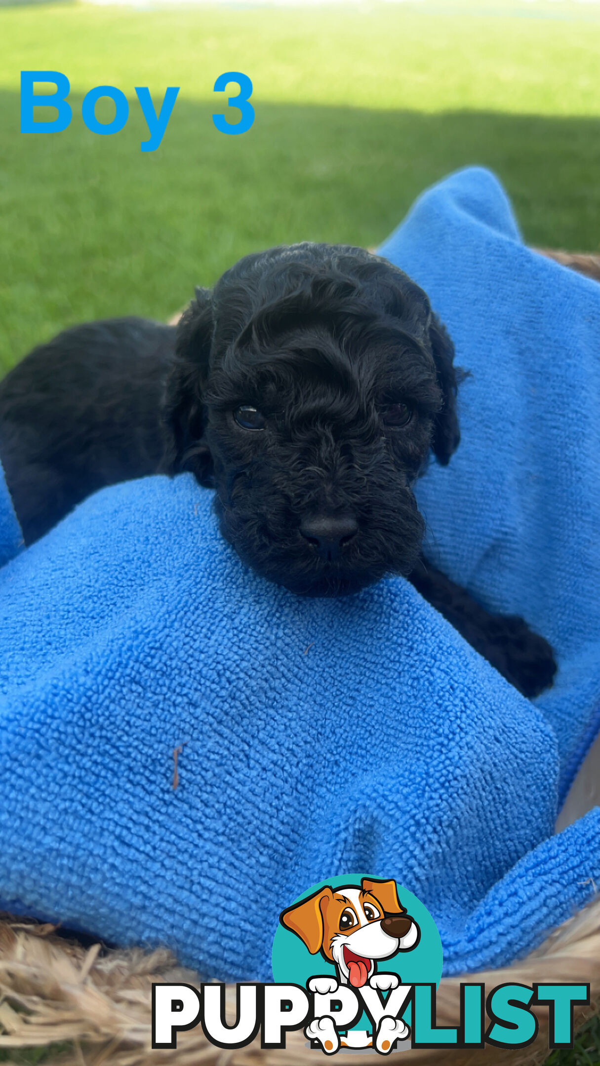 Toy poodle Puppies