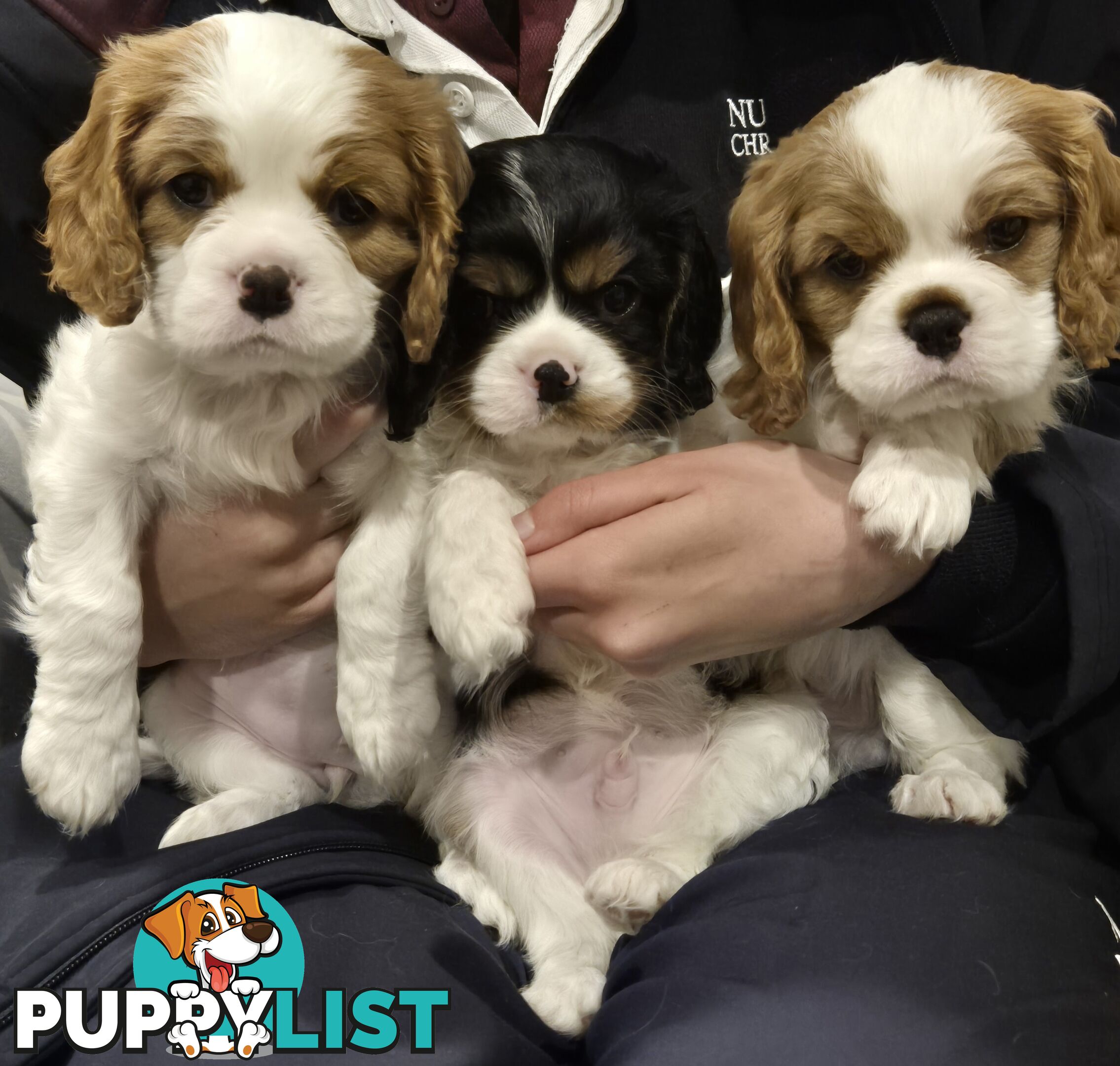 Ruby's Perfect Cavalier Puppies