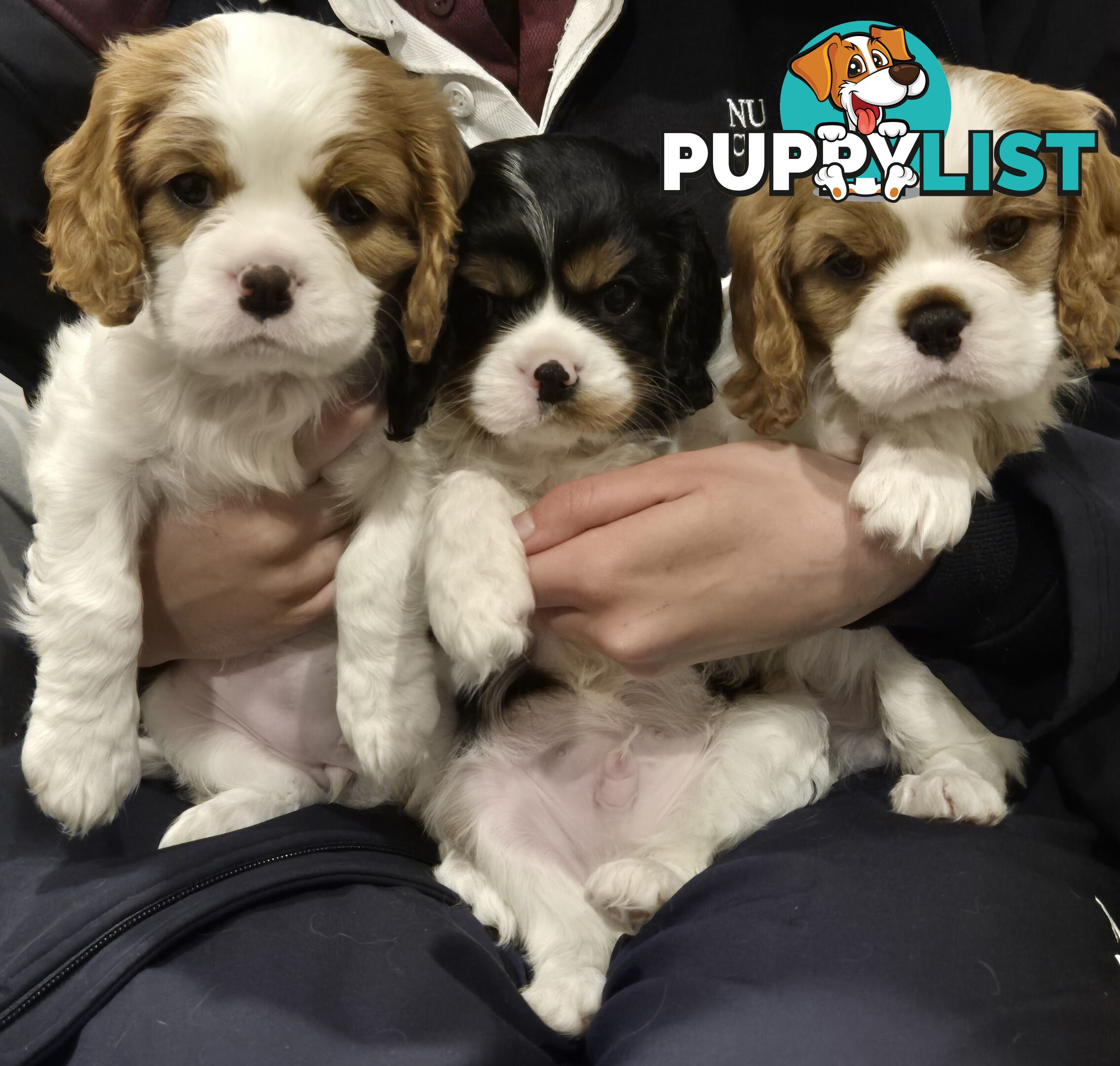 Ruby's Perfect Cavalier Puppies