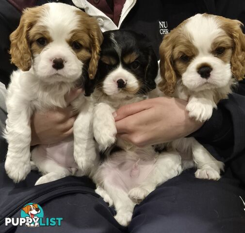 Ruby's Perfect Cavalier Puppies