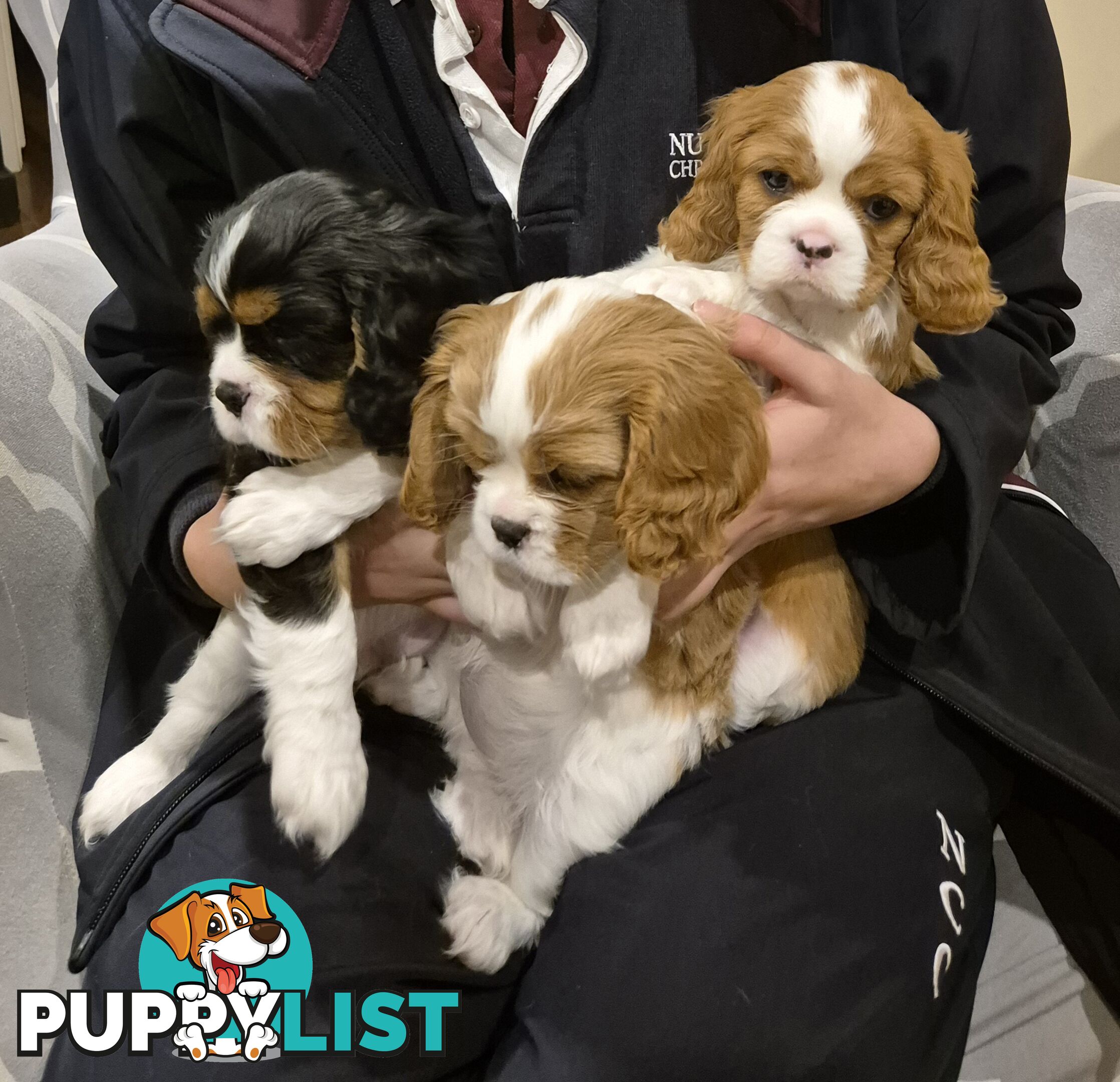 Ruby's Perfect Cavalier Puppies