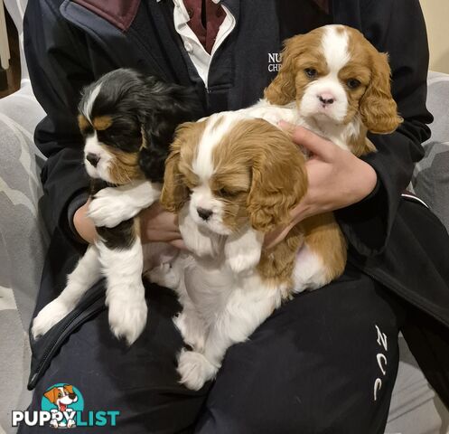 Ruby's Perfect Cavalier Puppies