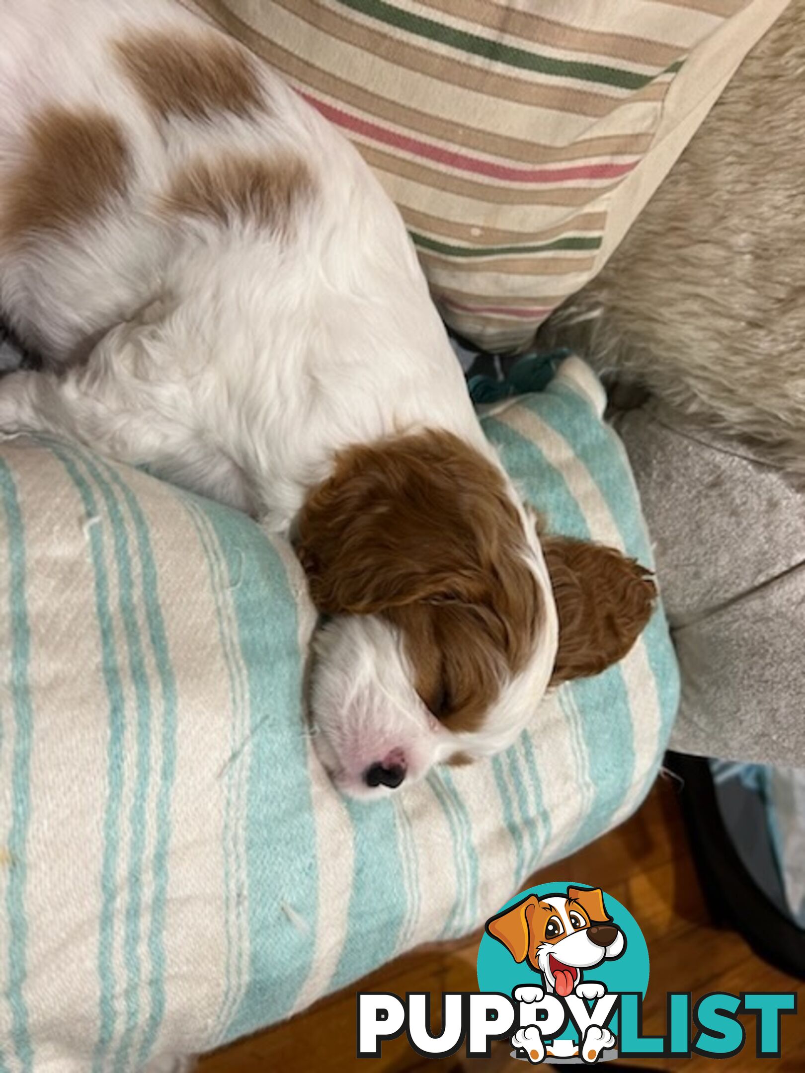 Ruby's Perfect Cavalier Puppies