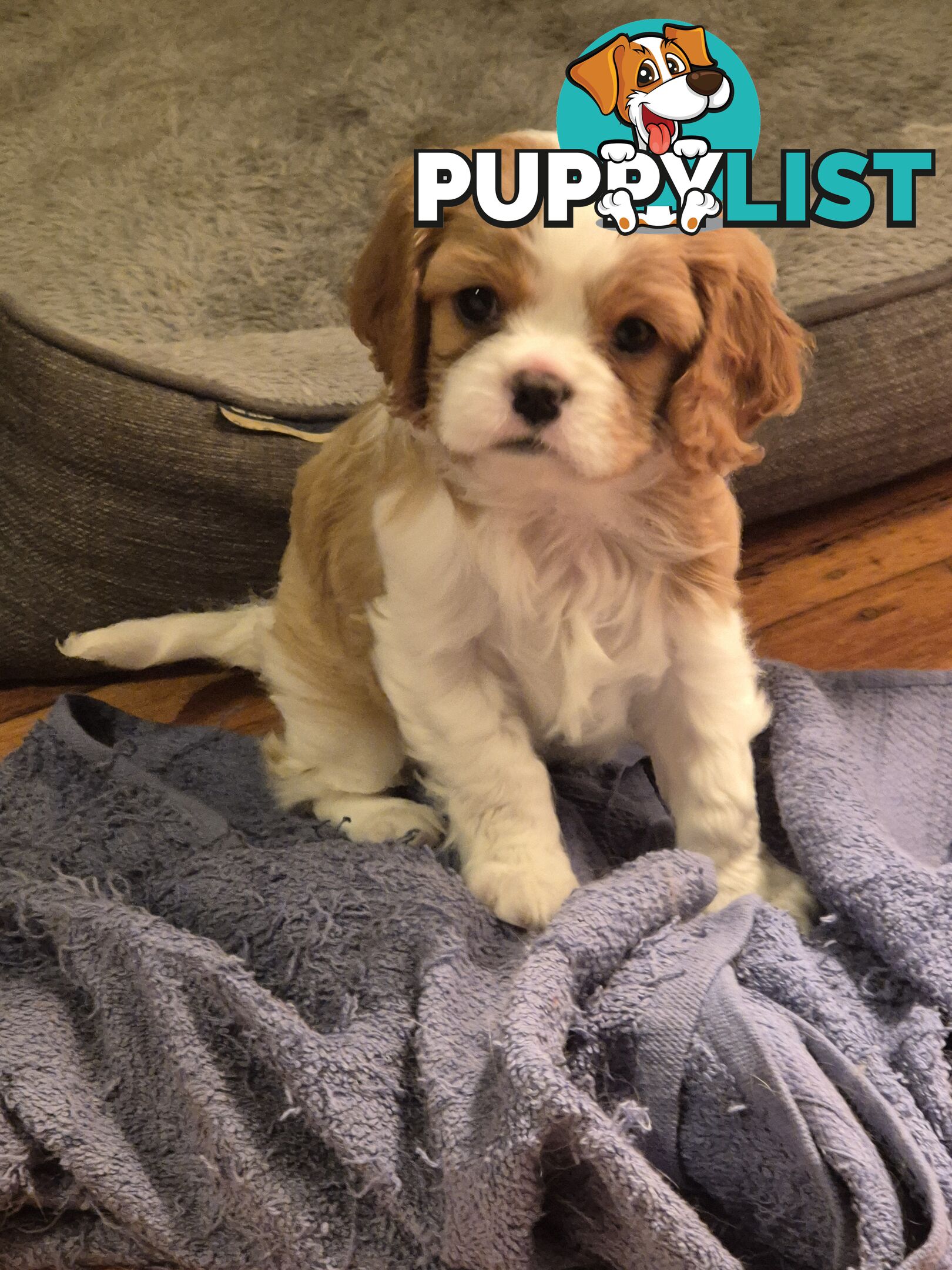 Ruby's Perfect Cavalier Puppies