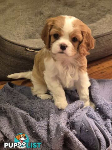 Ruby's Perfect Cavalier Puppies