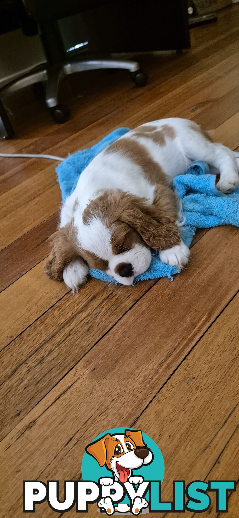 Ruby's Perfect Cavalier Puppies