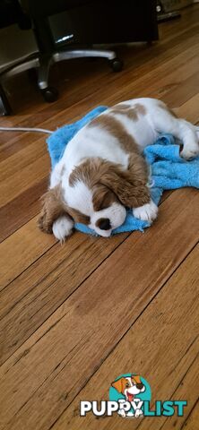 Ruby's Perfect Cavalier Puppies