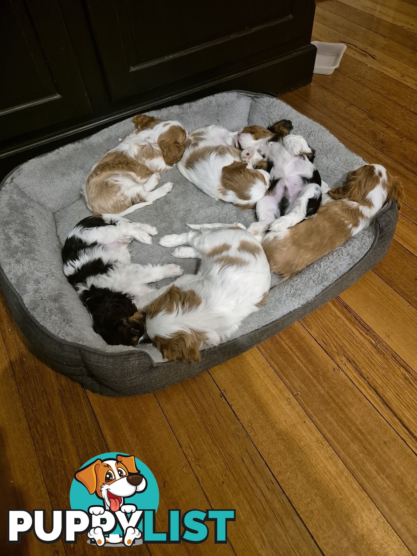 Ruby's Perfect Cavalier Puppies