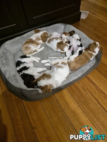 Ruby's Perfect Cavalier Puppies