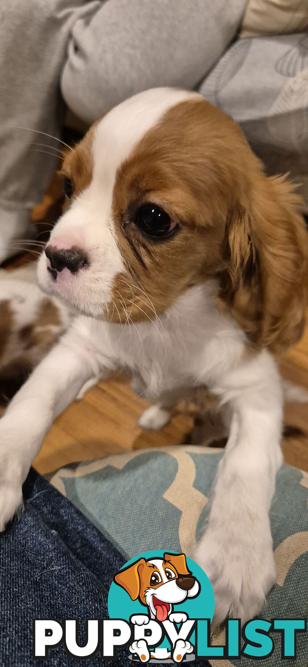 Ruby's Perfect Cavalier Puppies