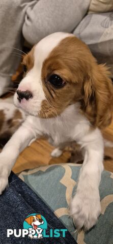 Ruby's Perfect Cavalier Puppies