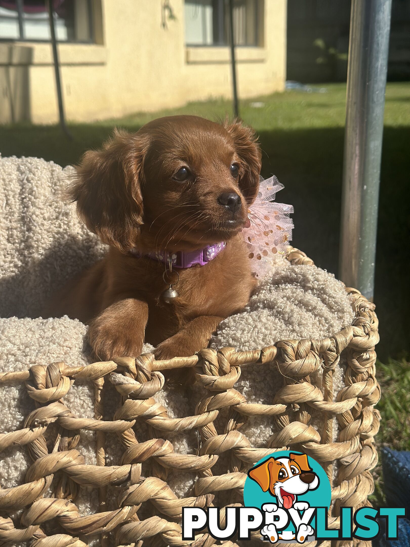 Toy Cavoodle Puppies ready to go home today🧸❤️