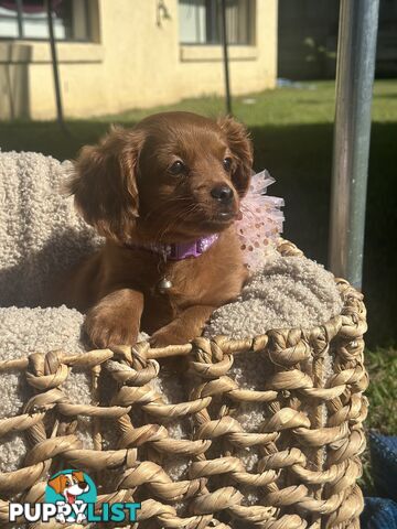 Toy Cavoodle Puppies ready to go home today🧸❤️
