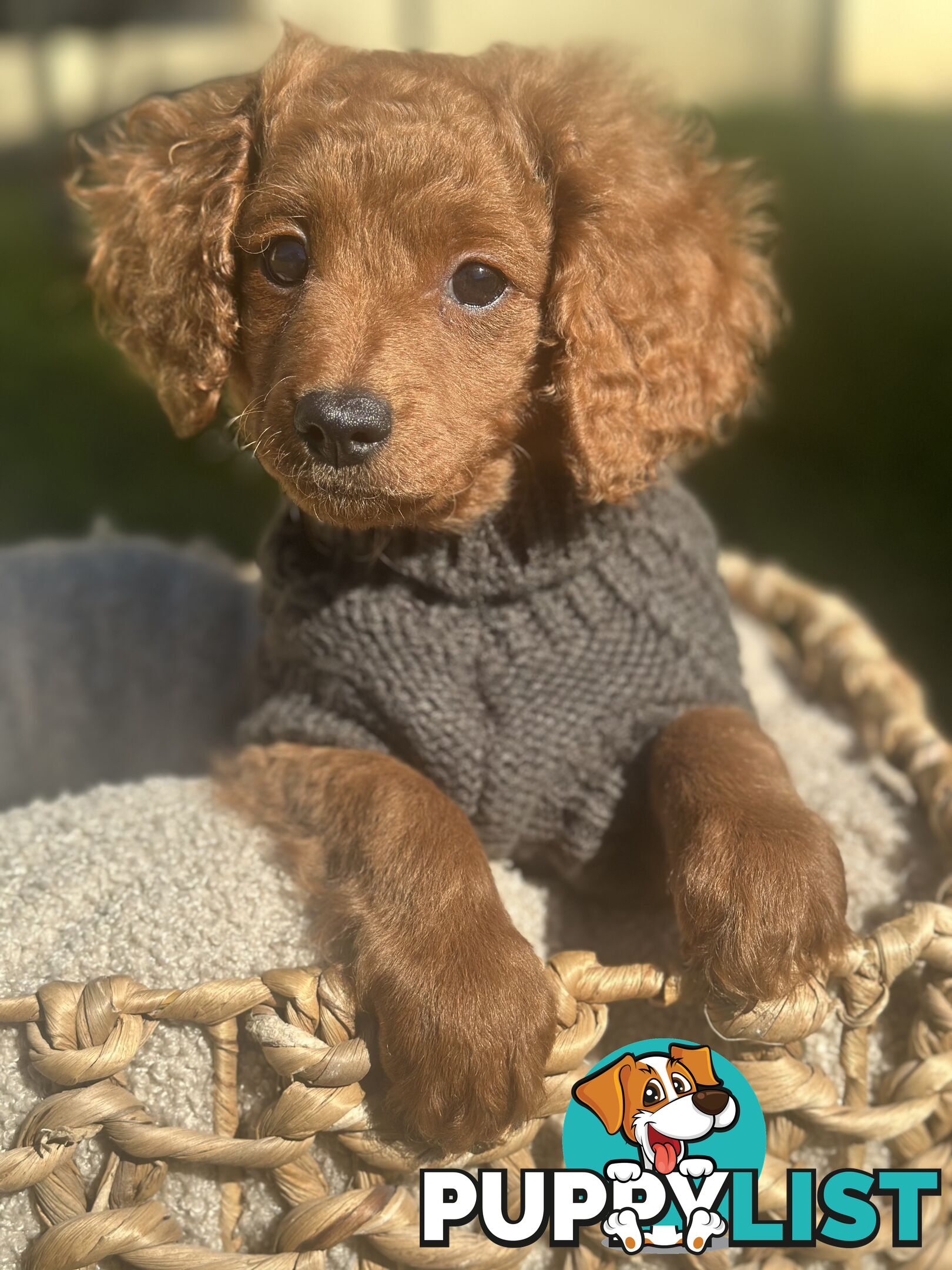 Toy Cavoodle Puppies ready to go home today🧸❤️
