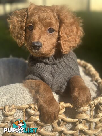 Toy Cavoodle Puppies ready to go home today🧸❤️