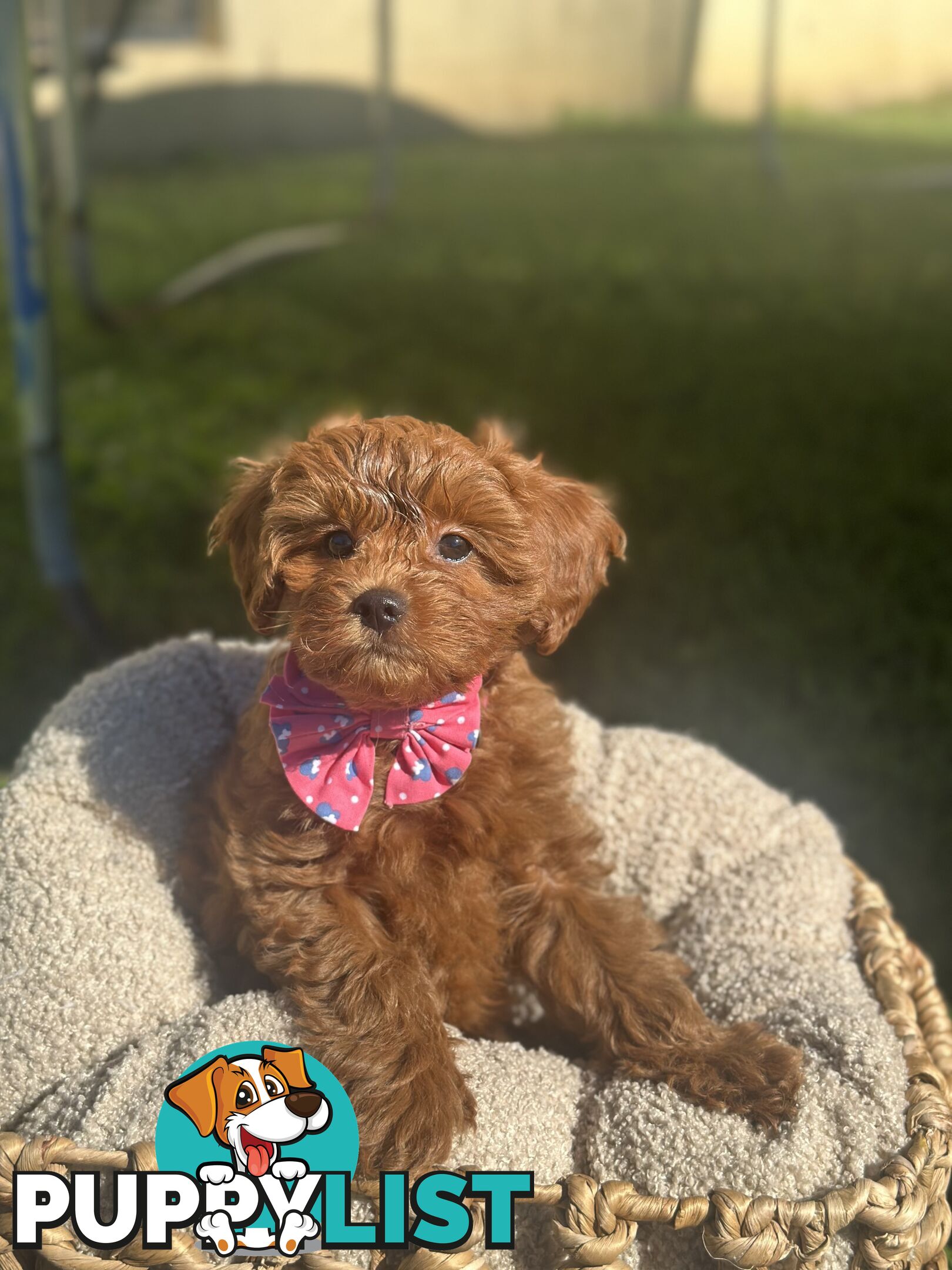 Toy Cavoodle Puppies ready to go home today🧸❤️