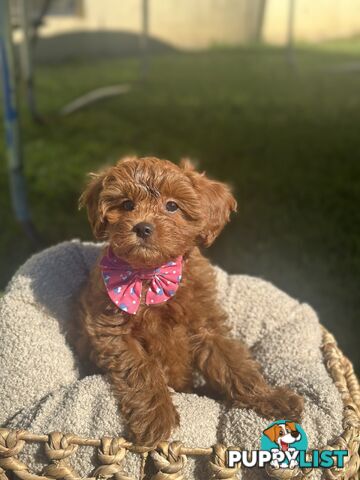 Toy Cavoodle Puppies ready to go home today🧸❤️