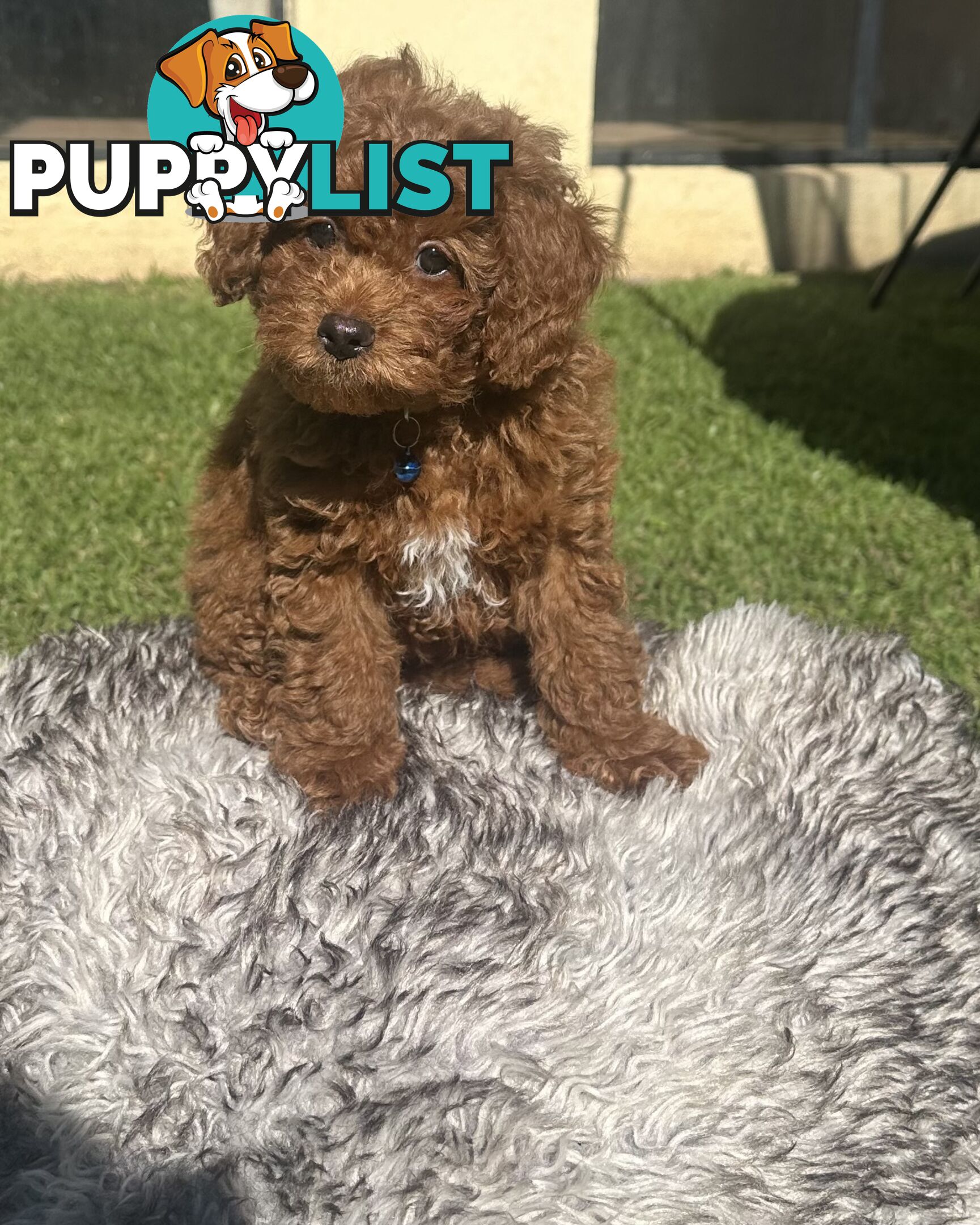 Toy Cavoodle Puppies ready to go home today🧸❤️