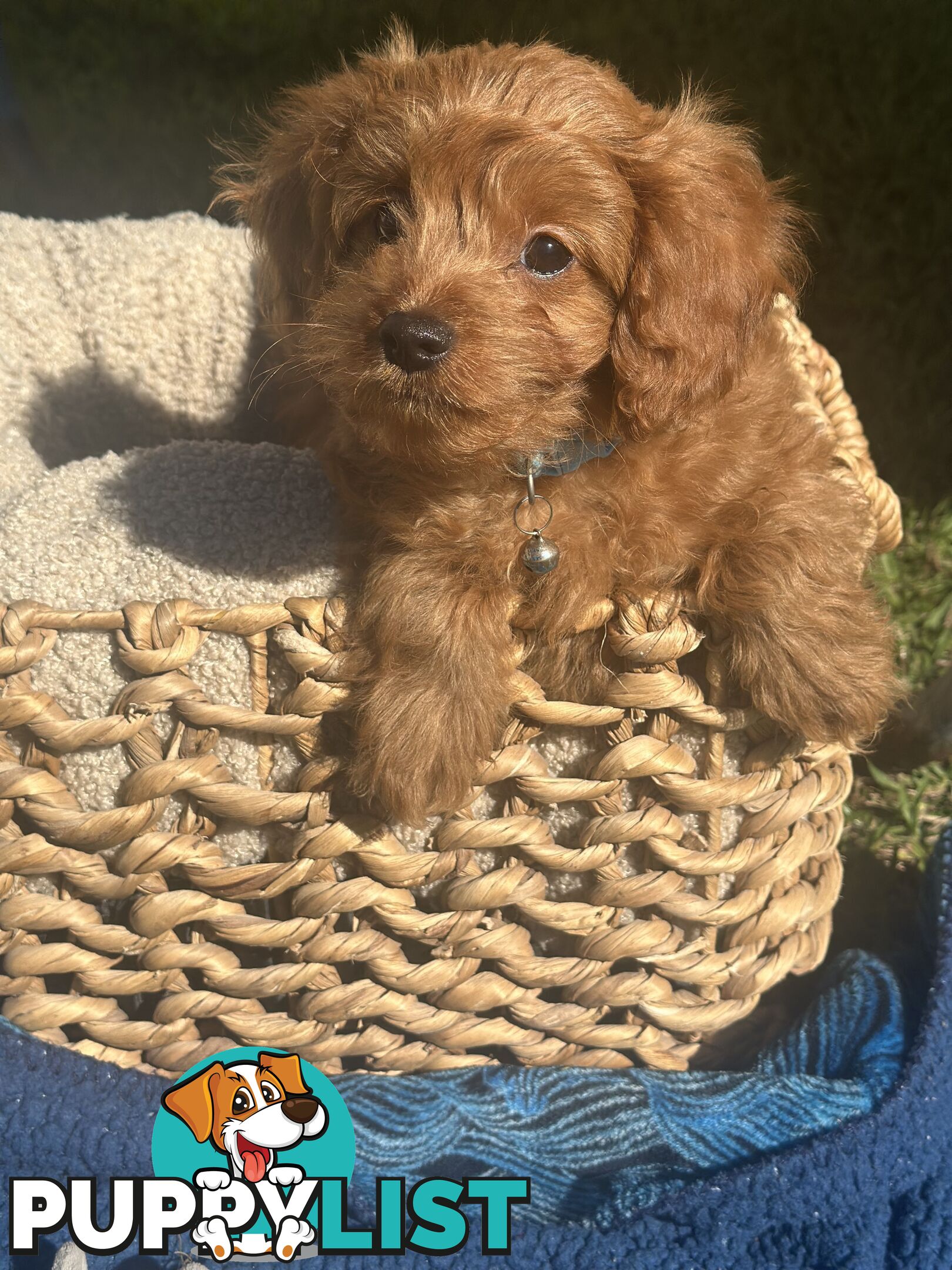 Toy Cavoodle Puppies ready to go home today🧸❤️