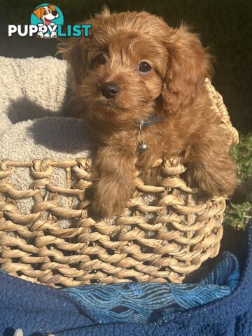 Toy Cavoodle Puppies ready to go home today🧸❤️