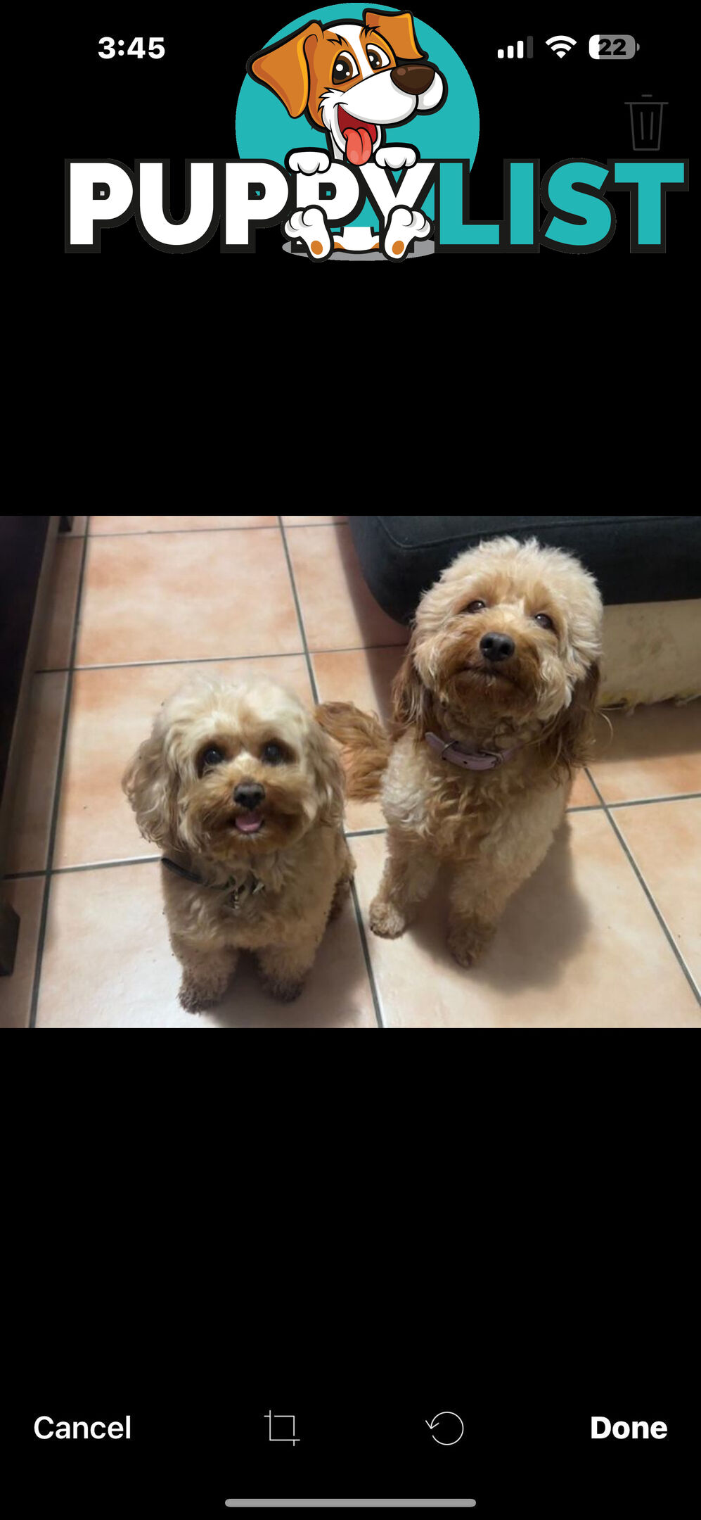 Toy Cavoodle Puppies ready to go home today🧸❤️