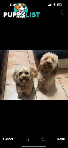 Toy Cavoodle Puppies ready to go home today🧸❤️