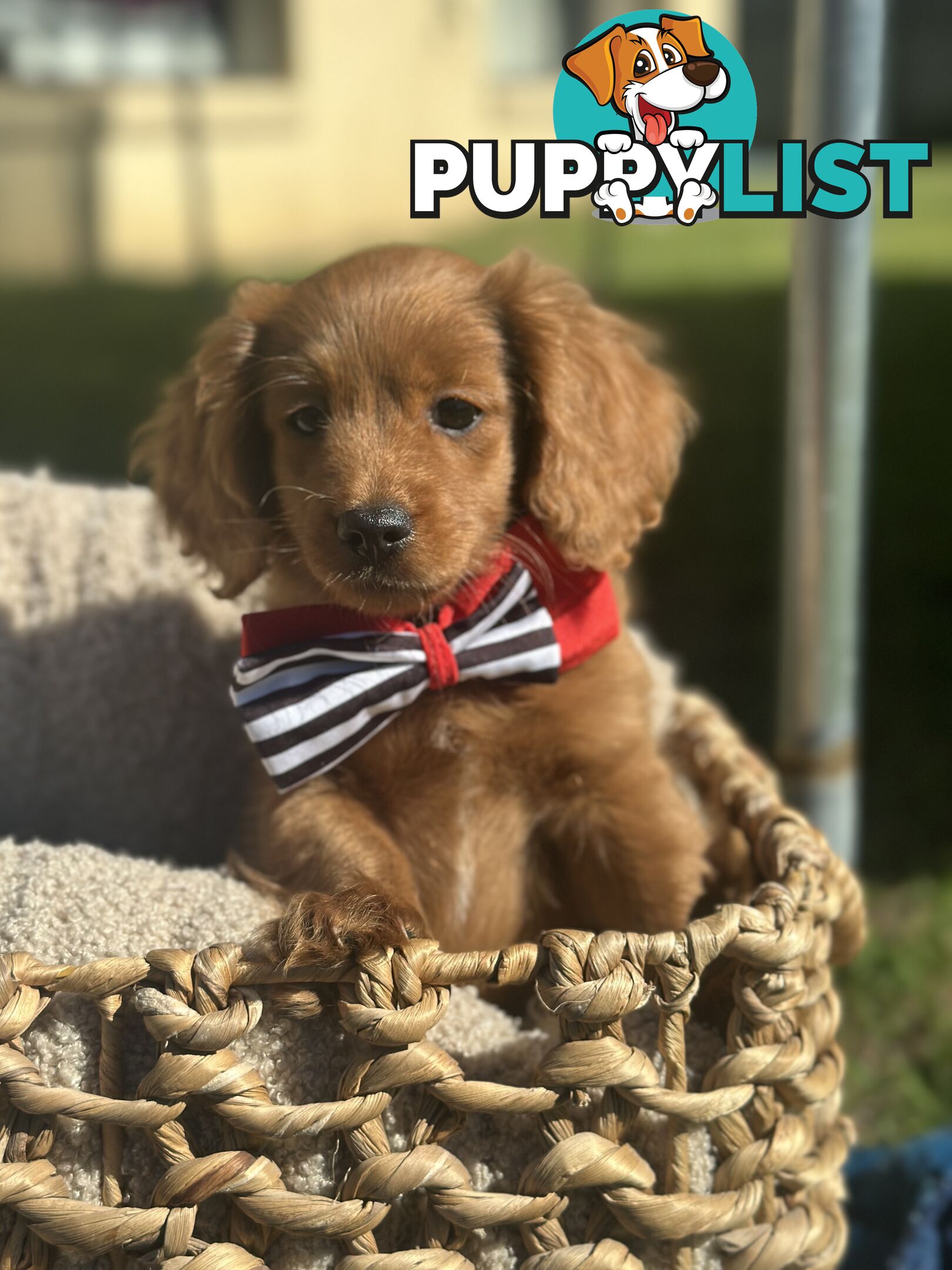 Toy Cavoodle Puppies ready to go home today🧸❤️