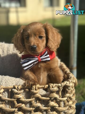 Toy Cavoodle Puppies ready to go home today🧸❤️