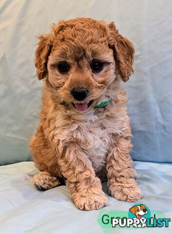 Spoodle Puppies Awaiting Their Forever Home