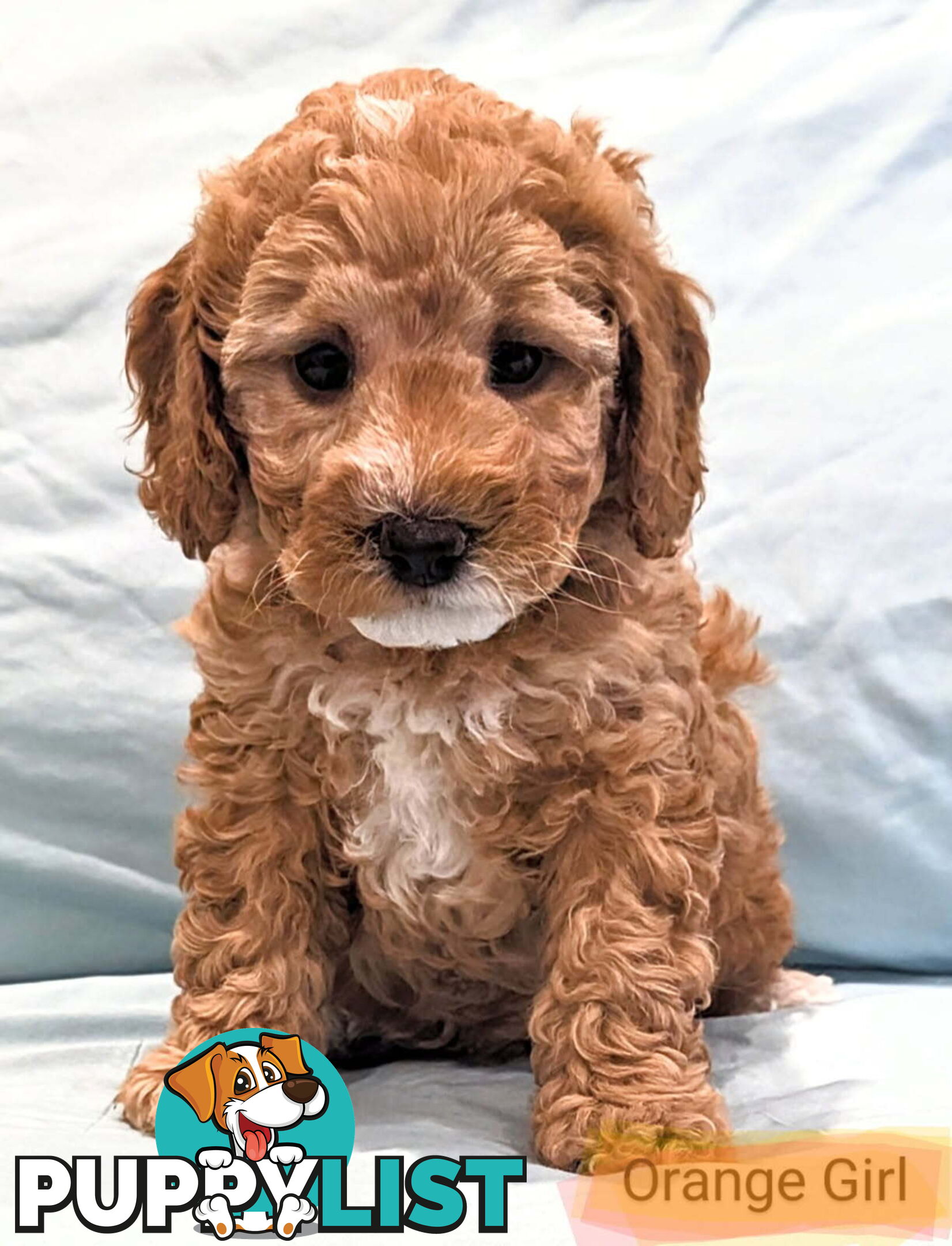 Spoodle Puppies Awaiting Their Forever Home